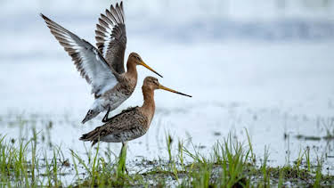 16:55: Uferschnepfen | Arte | 4/10 2026