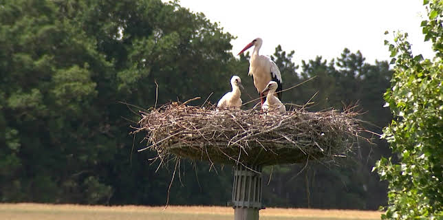 23:15: Det gode bondeliv: Storkemerking og stigebygging | NRK 1 | 11/16 2025