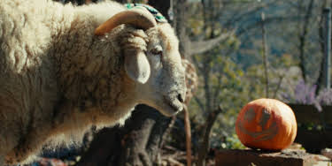 00:15: SHEEP | ZDF | 8/25 2026