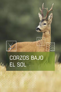02:20: Corzos bajo el sol | Caza y Pesca | 10/13 2026