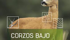 Corzos bajo el sol