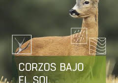 Corzos bajo el sol
