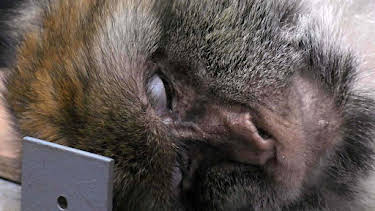 8:00 PM: Vets: Gach Creutair Beo (S8 E2) (S8) | BBC Alba | 1/13 2026