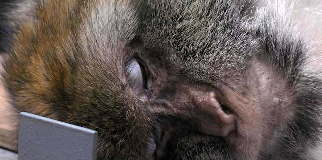 7:00 PM: Vets: Gach Creutair Beo (S8 E2) (S8) | BBC Alba | 1/13 2026