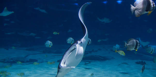 07:40: The Aquarium (S1 E3) (S1) | Animal Planet | 2/11 2026