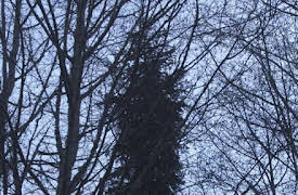 Alone- Season 1: Triumph