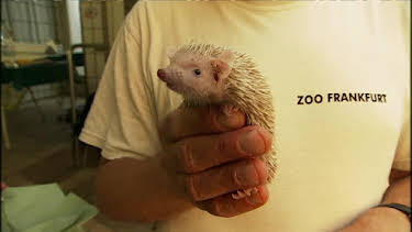 10:15: Giraffe, Erdmännchen & Co. (103) | RBB Fernsehen | 4/2 2026