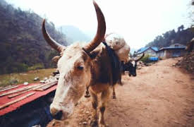 72 animales peligrosos: Asia: Episode 10