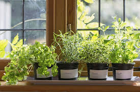 How to Grow Anything: Food Gardening for Everyone: Starting Plants from Seeds