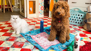 1:45 PM: Waffle the Wonder Dog (S2) | Cbeebies | 2/6 2026