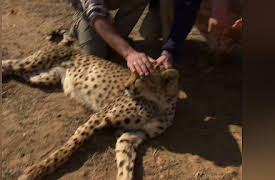 House Hunters International: Best of Africa Volume 1: A First Home Together