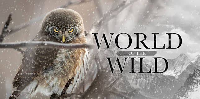 World of the Wild