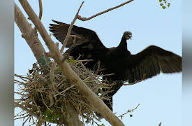 Great Lakes Wild: Bad Reputations