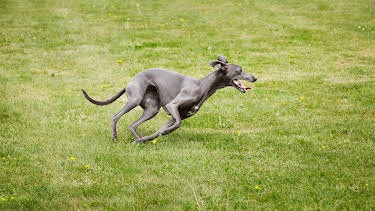 17:00: Dogs 101 (S3 E7) (S3) | Animal Planet | 12/20 2025