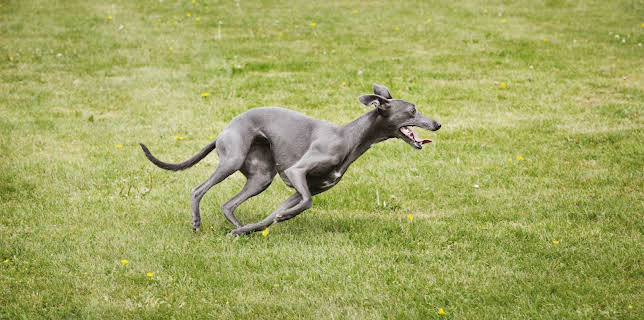 16:00: Dogs 101 (S3 E7) (S3) | Animal Planet | 12/20 2025