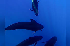 Wild Italy: Living with Volcanoes: Volcanic Waters