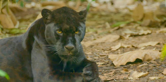 12:35 PM: Go Wild (S2) | Cbeebies | 1/31 2026