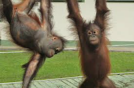 Meet The Orangutans: Episode 7