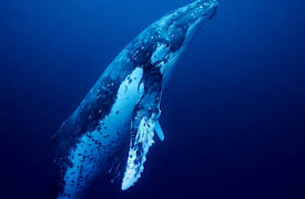 Whales and I: Whales and I Episode 2