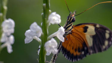 17:50: Schmetterlinge!!! - Superhelden der Natur | Arte | 4/7 2026