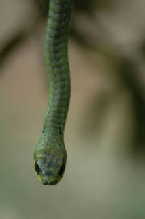 02:45: El mundo secreto de las serpientes: África | Nat Geo Wild | 3/30 2026