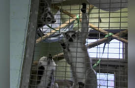 Animal Airport: Episode 13