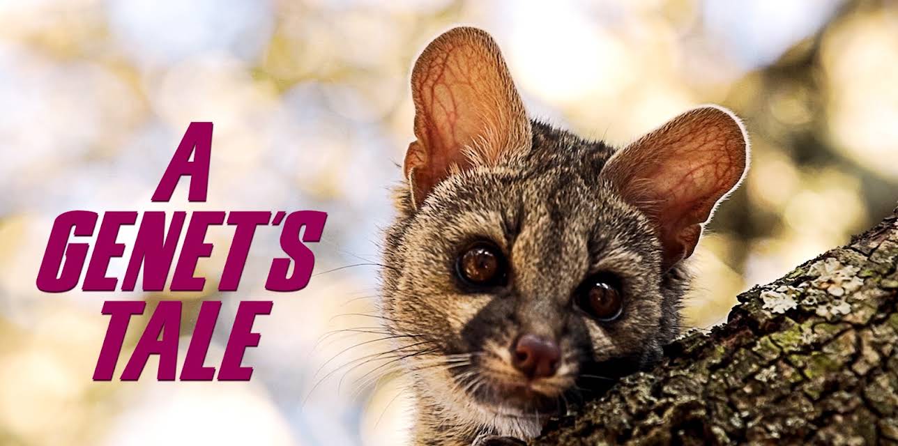 CHASING MANDELA'S RAINBOW (2025)