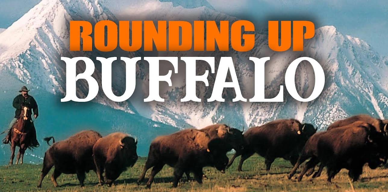 Rounding Up Buffalo (2005)