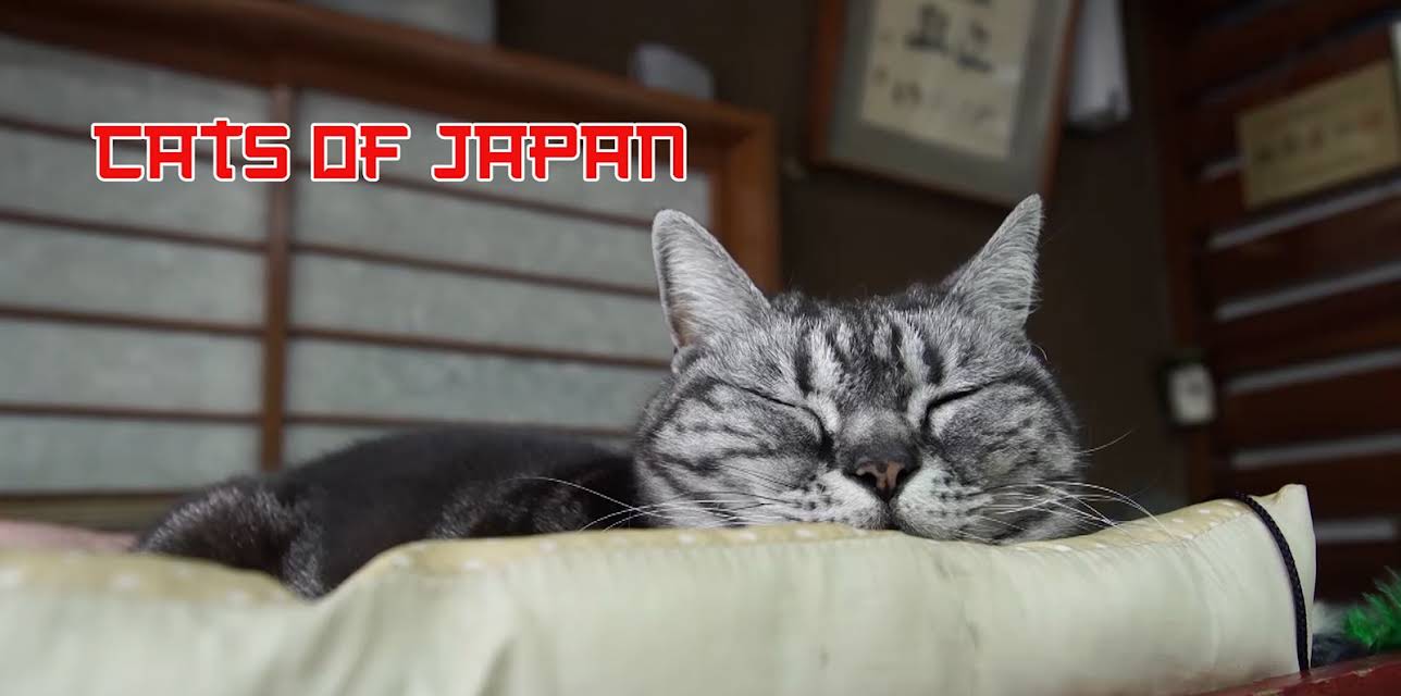 Cats of Japan