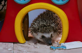 Mittens and Pants: Pass the Post