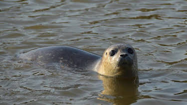 05:50: Giraffe, Erdmännchen & Co. (211) | HR Fernsehen | 4/10 2026