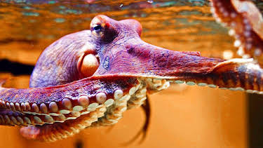 12:20 AM: Natural World | BBC Four | 4/2 2026