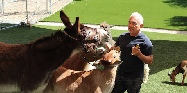 06:30: Cesar Millan: Better Human Better Dog - Bessere Menschen, bessere Hunde | Sixx | 2/8 2026