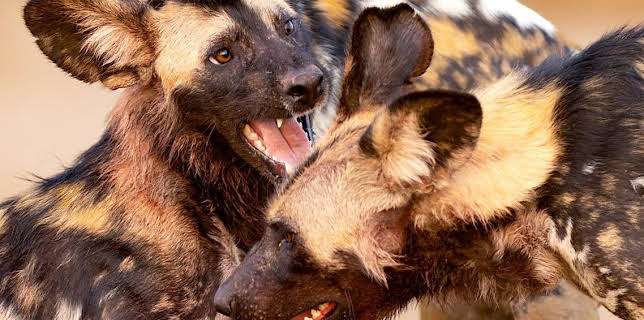 6:55 PM: Kingdom (S1) | BBC One Northern Ireland | 12/7 2025