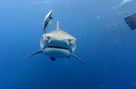 Shark Dive TV: Tiger Sharks + Night Diving With Sharks