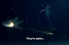 Night Season 1: Sharks