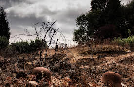 World War I: The "Great War": The Century's Initial Catastrophe