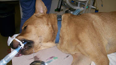 12:15: Animal Cops Phoenix (S15 E8) (S15) | Animal Planet | 2/13 2026