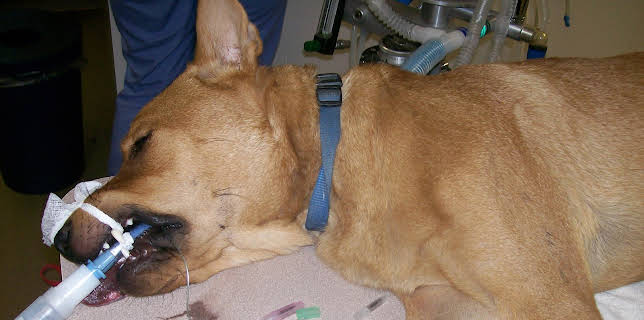 21:00: Animal Cops Phoenix (S15 E8) (S15) | Animal Planet | 11/9 2025