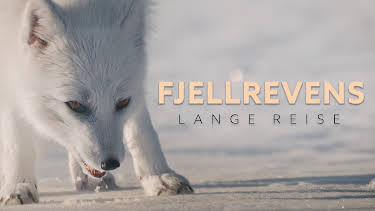 15:20: Fjellrevens lange reise | NRK 1 | 9/27 2026