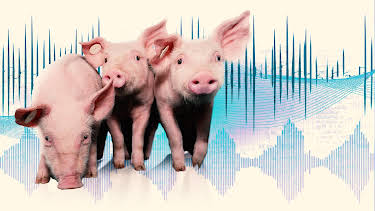 00:00: Sprechende Schweine | NDR Fernsehen | 5/20 2026