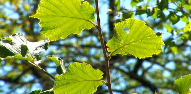 19:10: Vom Ahorn bis zur Zwiebel | ARD Alpha | 3/2 2026