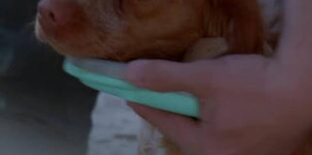 07:30: Seprona en acción: Episodio 1 | Discovery Max | 2/20 2026