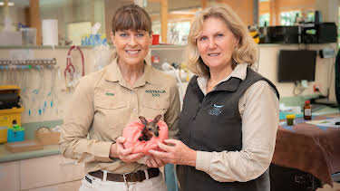 12:10: Crikey! It's the Irwins (S3 E1) (S3) | Animal Planet | 4/4 2026