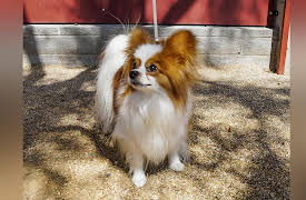 The Mighty Underdogs: The Kids to Beat