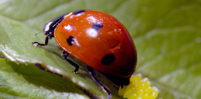 20:15: Wilde Eltern | SWR Fernsehen RP | 3/15 2026