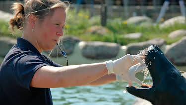 17:10: Seehund, Puma & Co. (147) | Radio Bremen | 4/23 2026