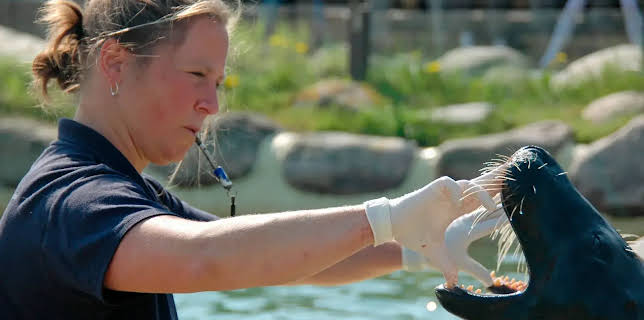 17:10: Seehund, Puma & Co. (110) | NDR Fernsehen | 2/27 2026