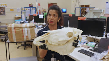 10:55: Border Patrol New Zealand | ProSieben Maxx | 4/23 2026