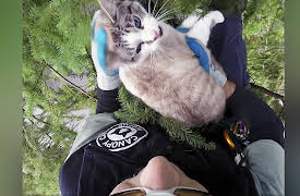 Treetop Cat Rescue, Season 1: Promeo, Promeo!